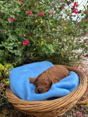 Les chiots de Caniche