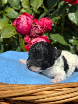 CHIOT 2 - Caniche