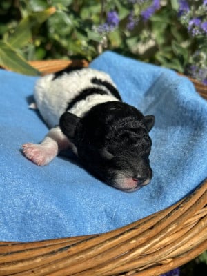 CHIOT 3 - Caniche
