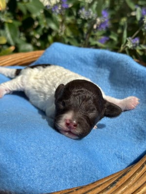 CHIOT 4 - Caniche