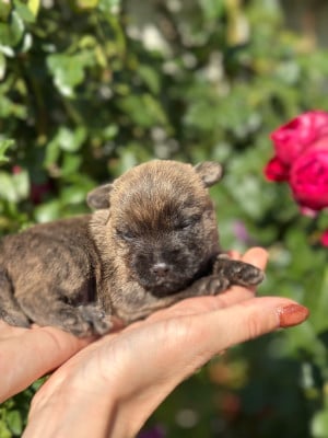 Les chiots de Cairn Terrier