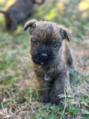 Les chiots de Cairn Terrier