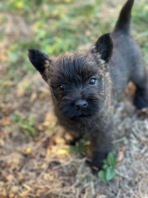 Les chiots de Cairn Terrier