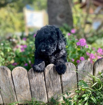 Les chiots de Caniche