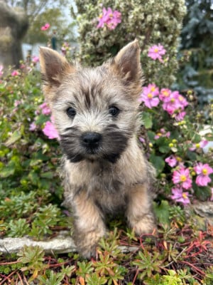 Les chiots de Cairn Terrier