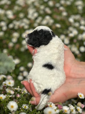 Les chiots de Caniche