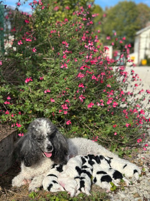 Les chiots de Caniche