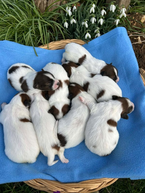 Epagneul nain Continental (Papillon) - Du pré moussey