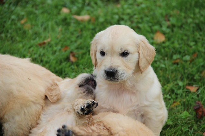 Golden Retriever Nain
