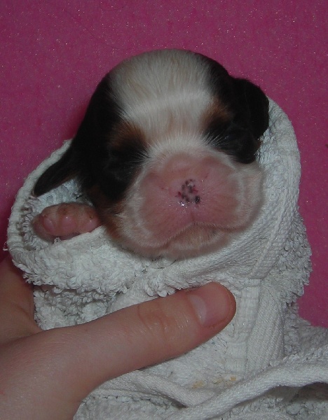 Publication : De castel peyrac Auteur : Dany Prunier