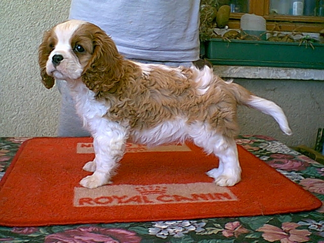 Publication : De castel peyrac Auteur : Dany Prunier