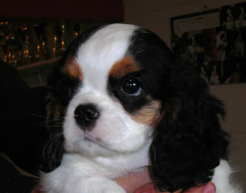 Publication : De castel peyrac Auteur : Dany Prunier