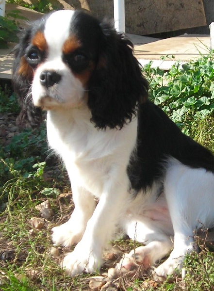 Publication : De castel peyrac Auteur : Dany Prunier