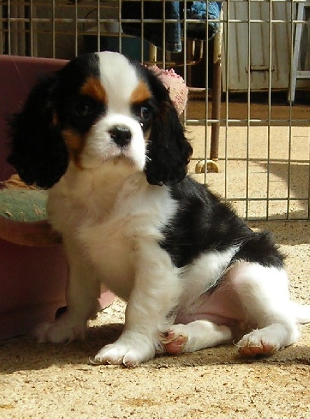 Publication : De castel peyrac Auteur : Dany Prunier