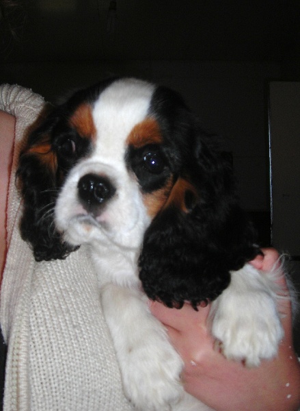 Publication : De castel peyrac Auteur : Dany Prunier