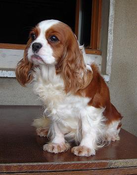 Publication : De castel peyrac Auteur : Dany Prunier