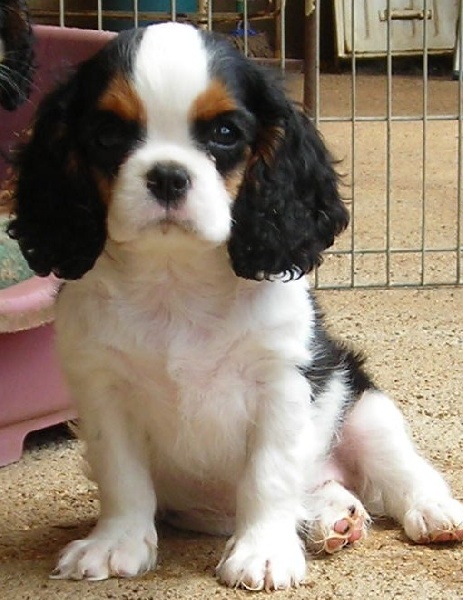 Publication : De castel peyrac Auteur : Dany Prunier