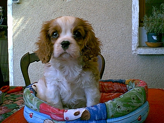 Publication : De castel peyrac Auteur : Dany Prunier