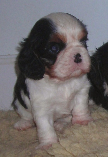 Publication : De castel peyrac Auteur : Dany Prunier