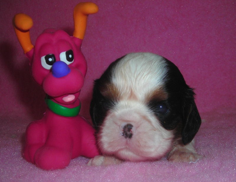 Publication : De castel peyrac Auteur : Dany Prunier