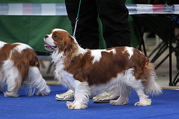 Publication : De castel peyrac Auteur : Dany Prunier