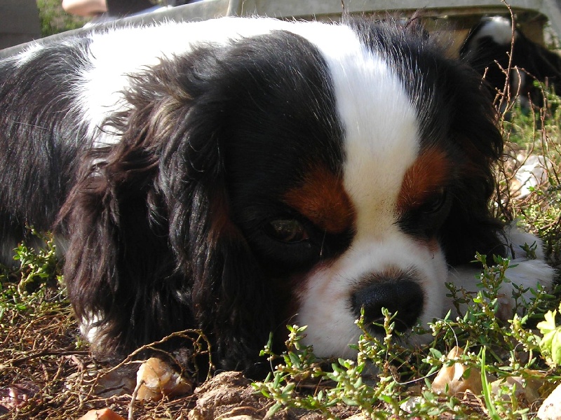 Publication : De castel peyrac Auteur : Dany Prunier