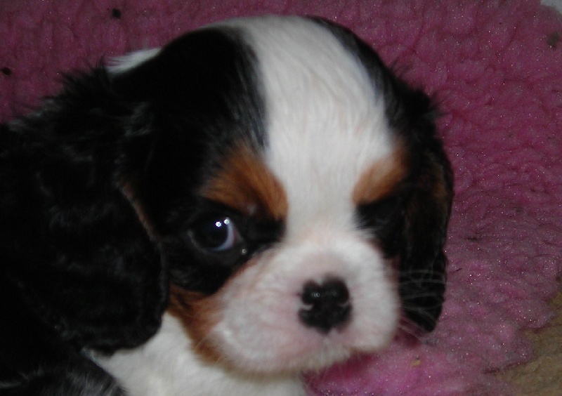 Publication : De castel peyrac Auteur : Dany Prunier