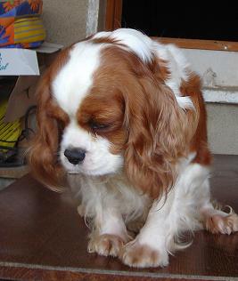 Publication : De castel peyrac Auteur : Dany Prunier