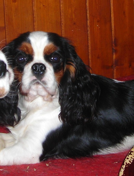 Publication : De castel peyrac Auteur : Dany Prunier