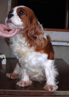 Publication : De castel peyrac Auteur : Dany Prunier