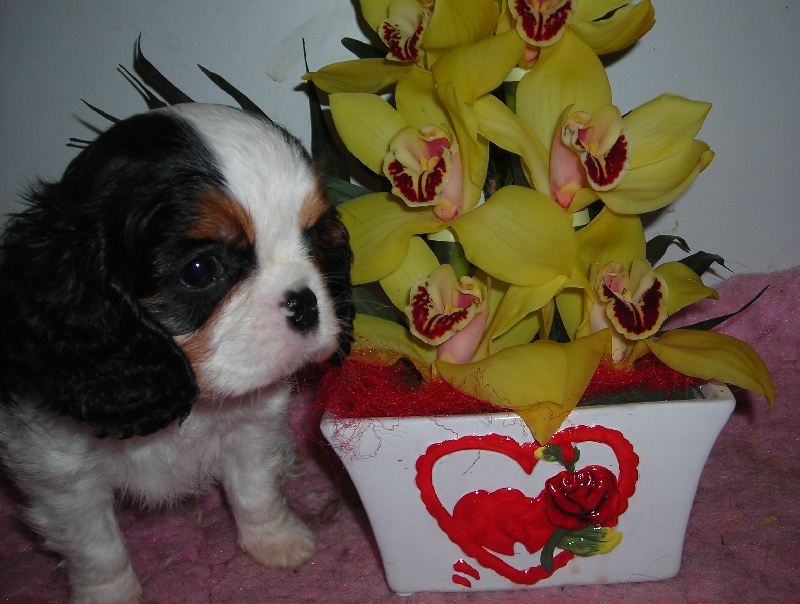 Publication : De castel peyrac Auteur : Dany Prunier