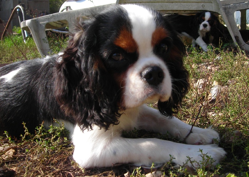 Publication : De castel peyrac Auteur : Dany Prunier