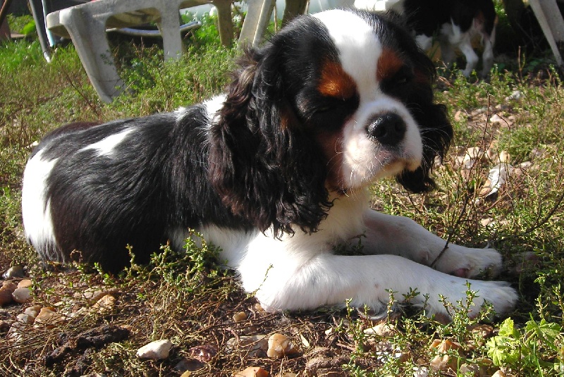 Publication : De castel peyrac Auteur : Dany Prunier