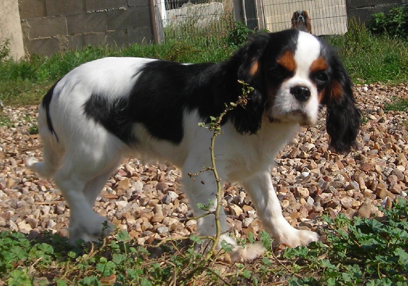 Publication : De castel peyrac Auteur : Dany Prunier