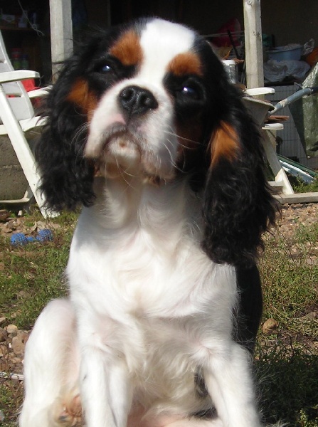 Publication : De castel peyrac Auteur : Dany Prunier