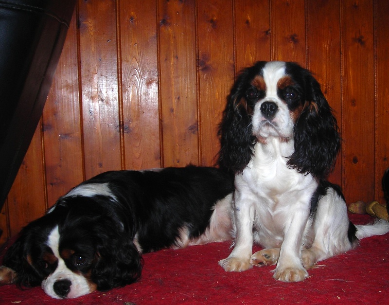 Publication : De castel peyrac Auteur : Dany Prunier