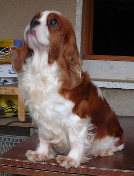 Publication : De castel peyrac Auteur : Dany Prunier