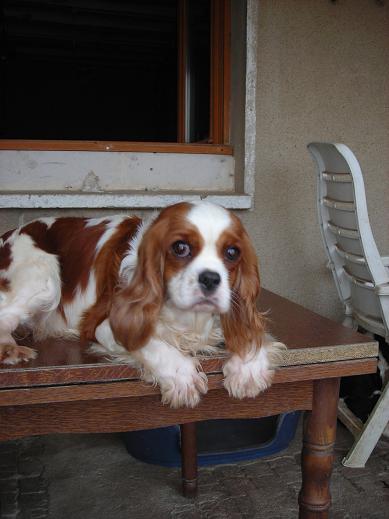 Publication : De castel peyrac Auteur : Dany Prunier