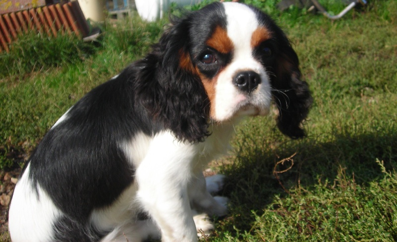 Publication : De castel peyrac Auteur : Dany Prunier