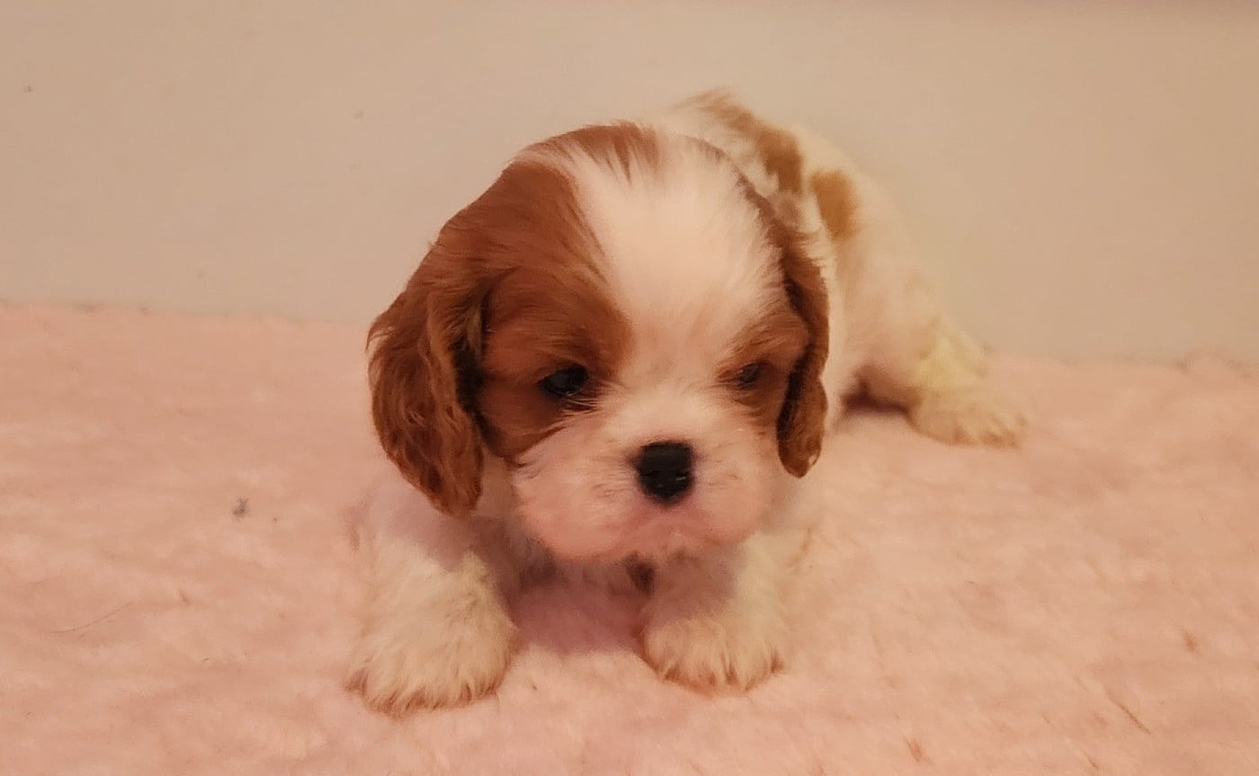 Belle