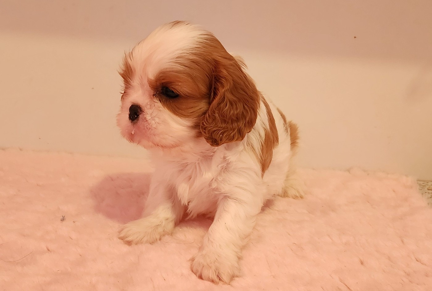 Belle