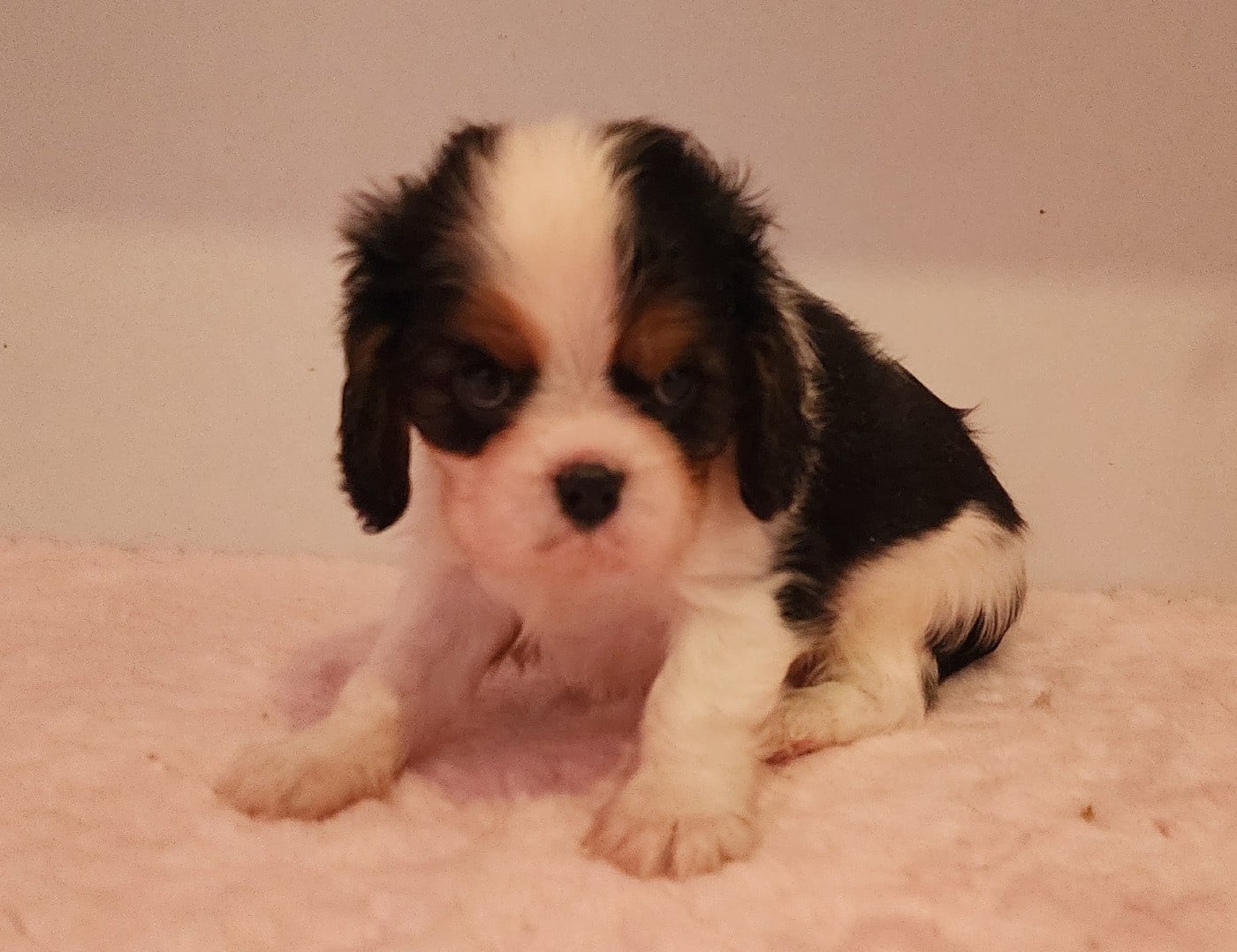 Chiot N°1