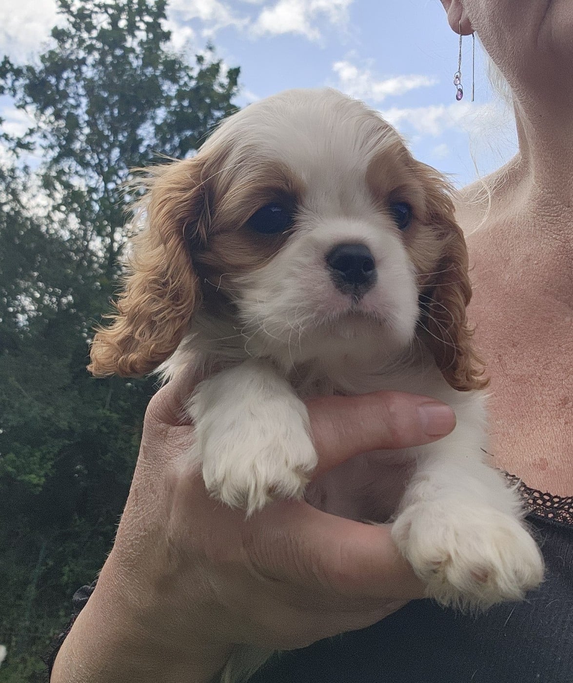 Belle