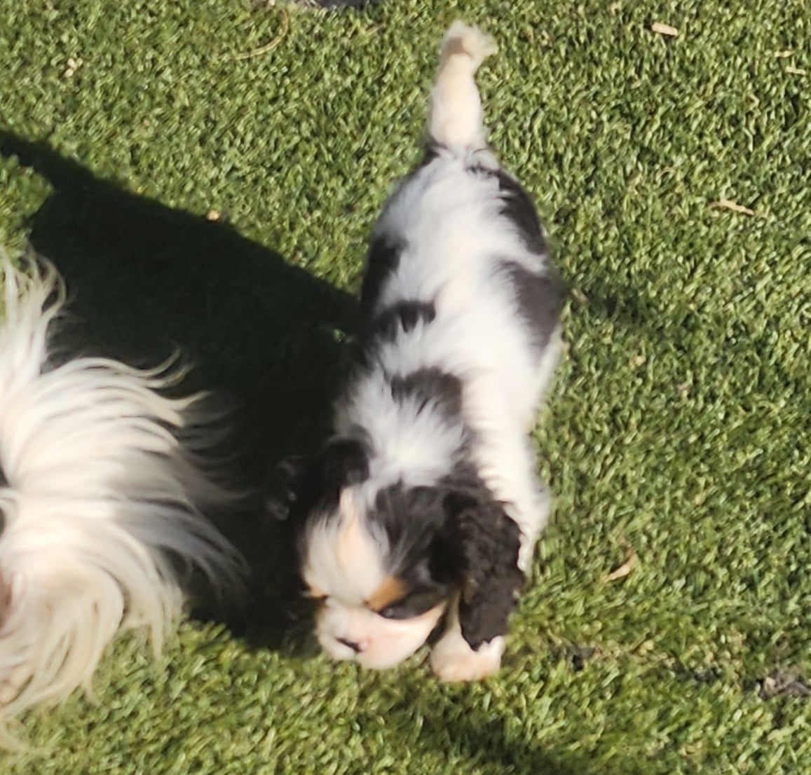 Chiot N°1