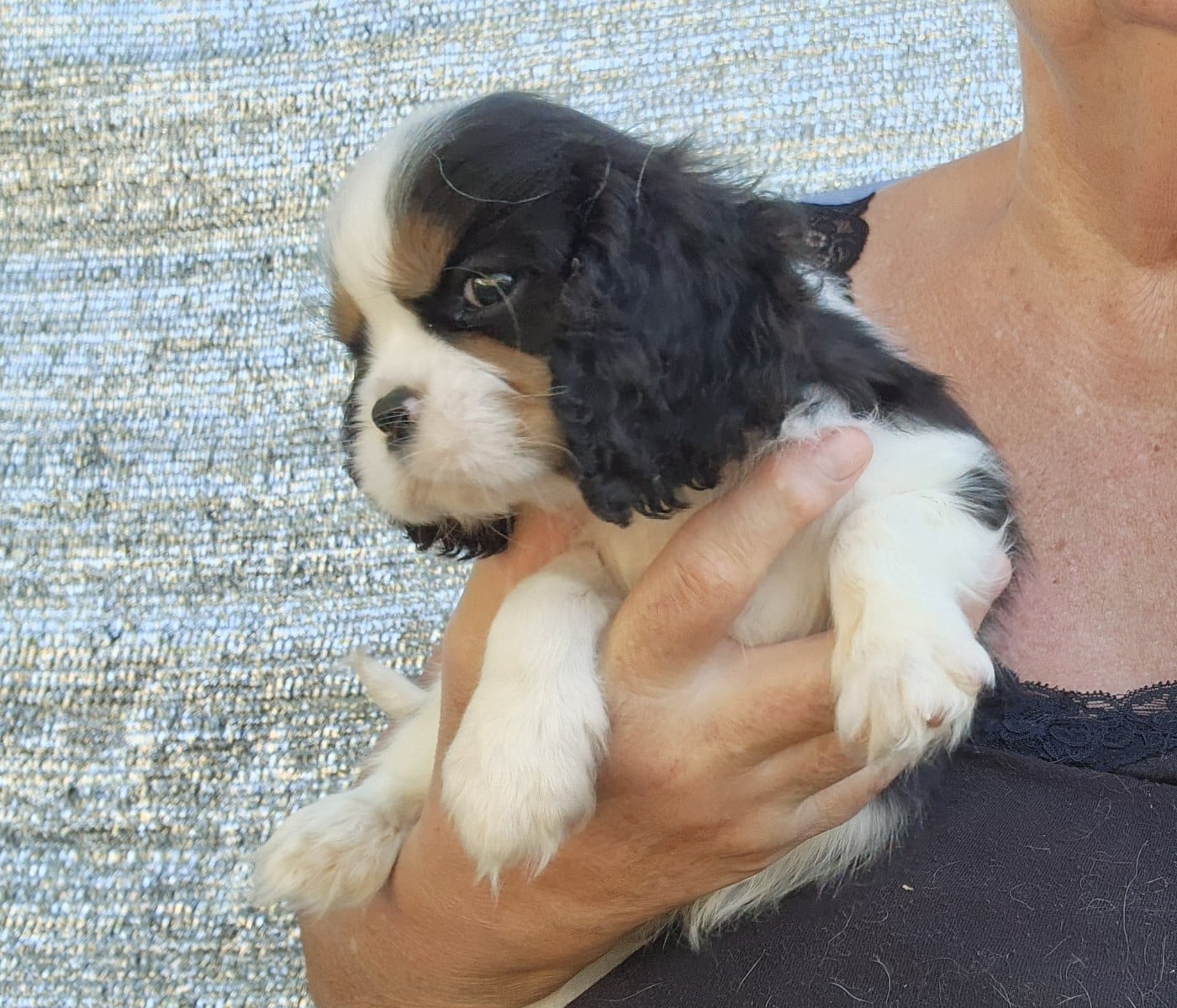 Chiot N°2