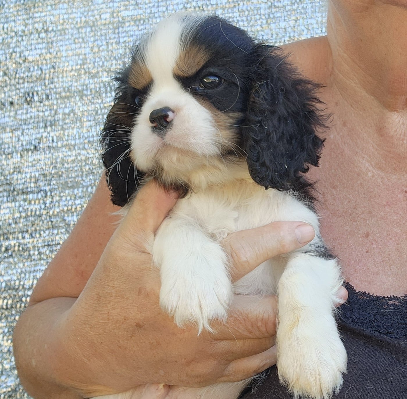 Chiot N°2