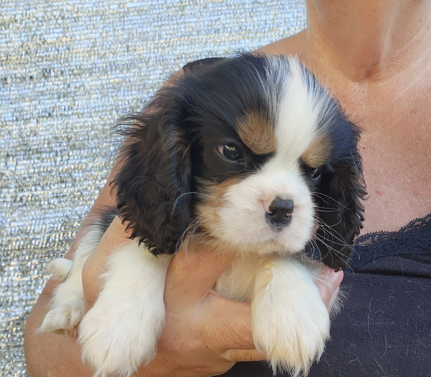 Chiot N°2