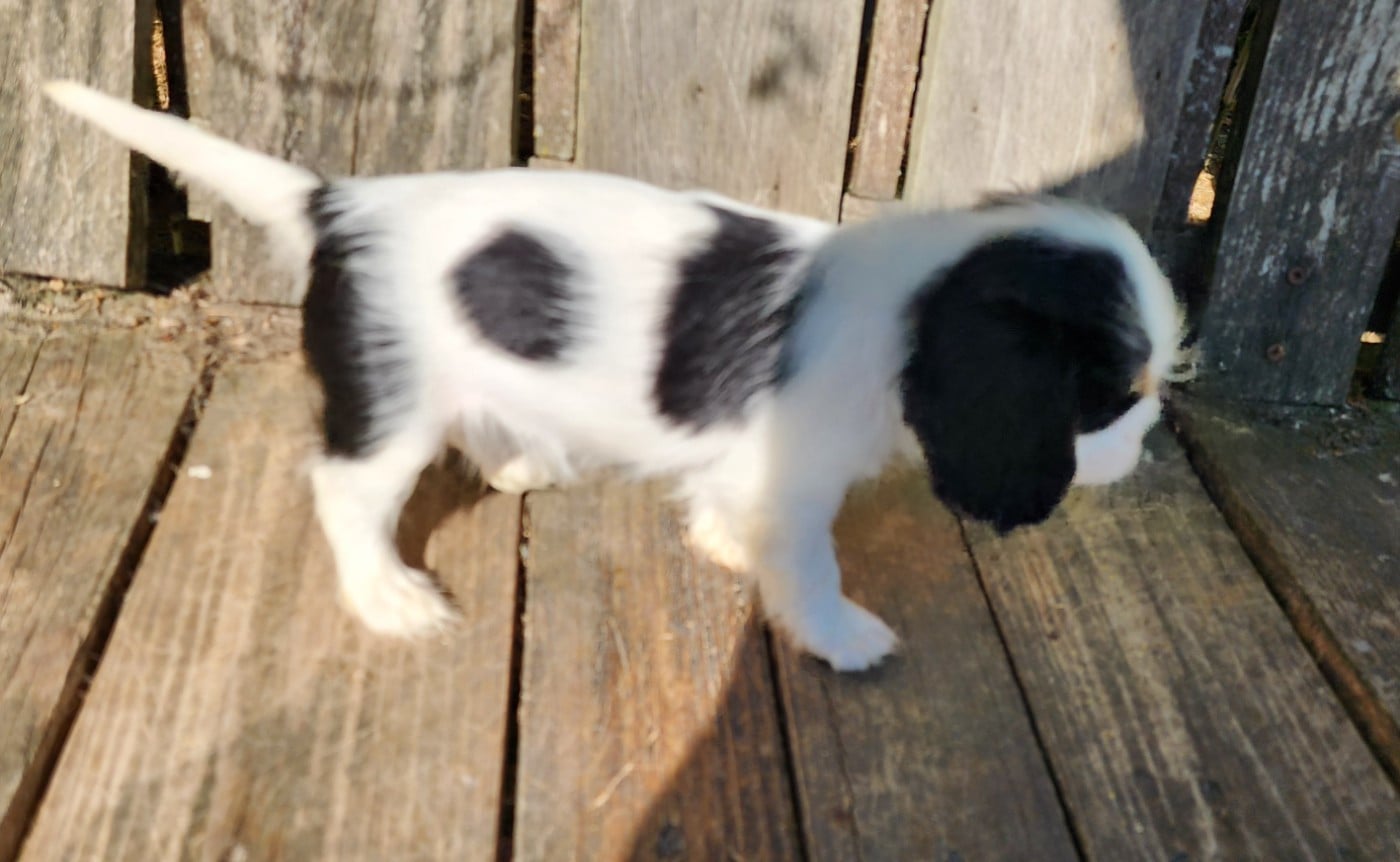 Chiot N°5
