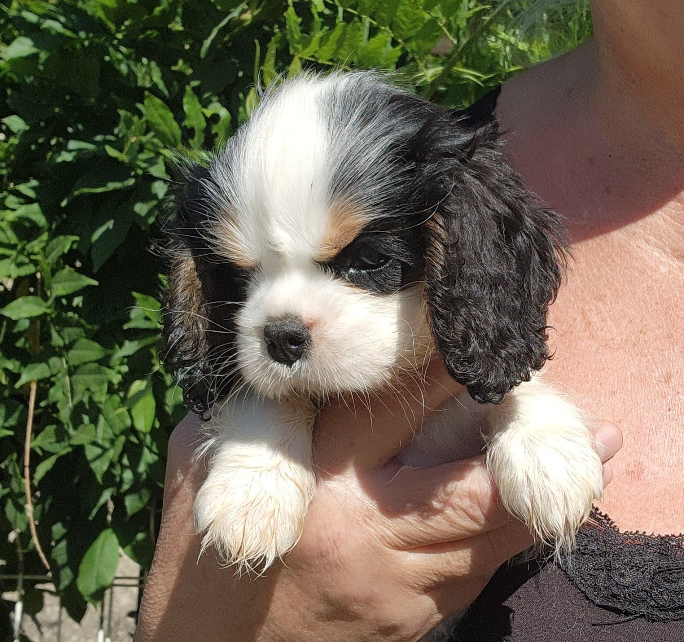 Chiot N°5
