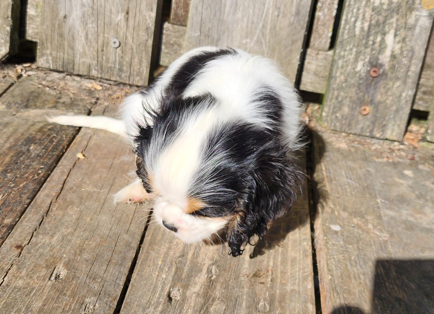 Chiot N°5